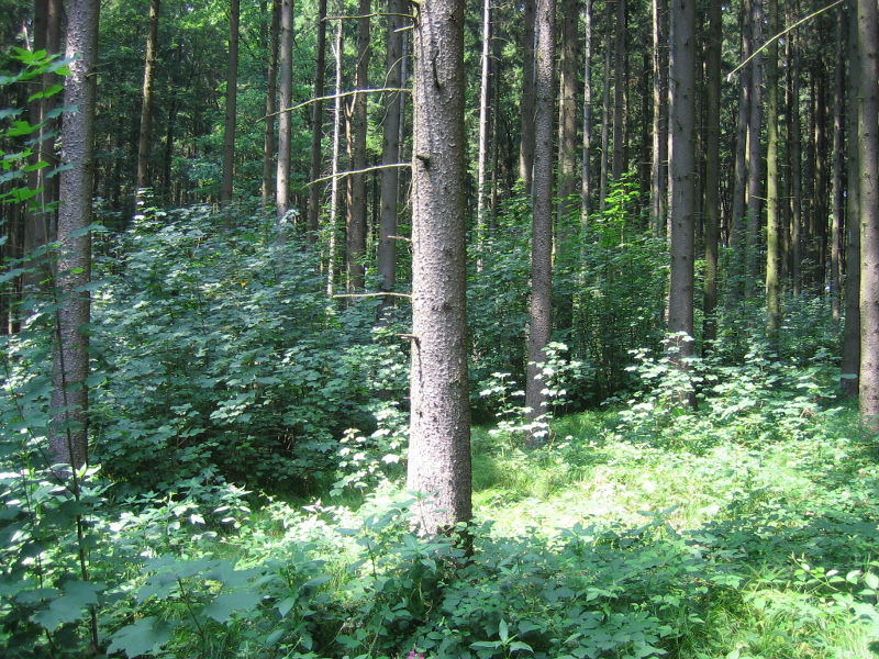 Hannes Zwölfer – Forstwirtschaft in Bayern