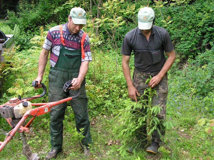 Forstliche Dienstleistungen durch Hannes Zwölfer in Grafrath: Bohrerpflanzung